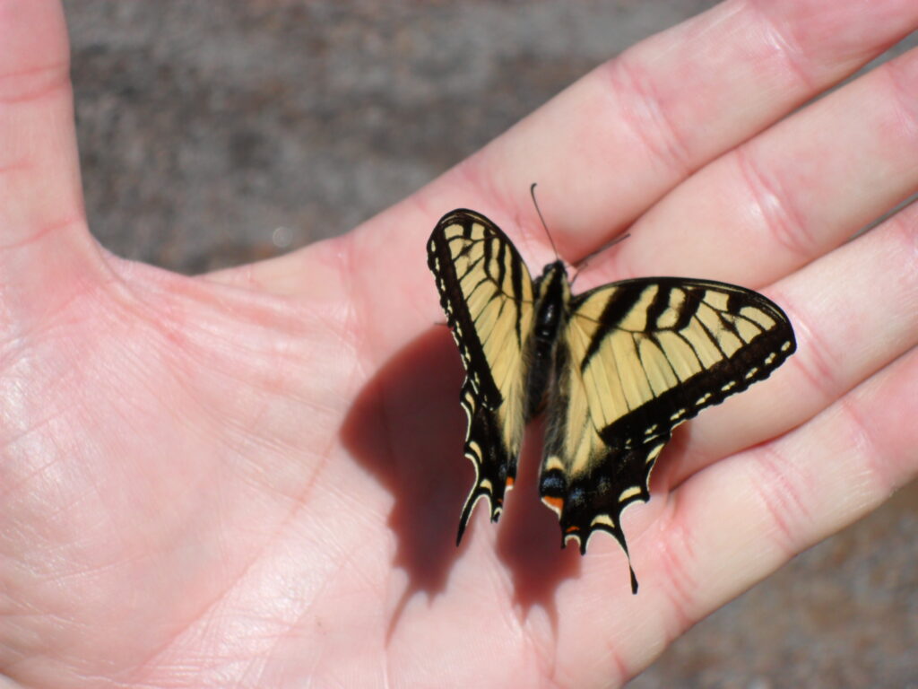 An Eastern Tiger Swallowtail Butterfly resting on an open hand at Pippin Hill Winery and Farm, designed and built by Geobarns