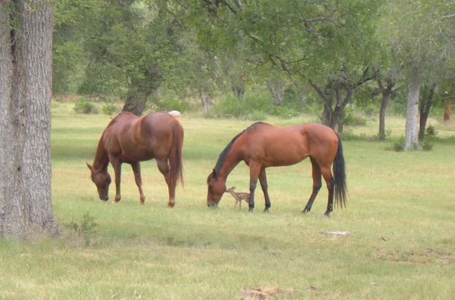 A picture of two horses and a tiny fawn grazing together in a meadow in Vermont.